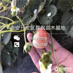 山东白雪公主草莓苗、白雪公主草莓苗批发、白雪公主草莓苗出售