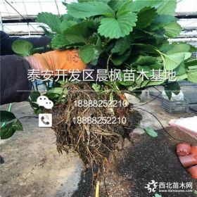 妙香草莓苗、山东妙香草莓苗基地