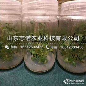 隋珠草莓苗、隋珠草莓苗多少钱一棵