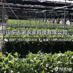 奶油草莓苗、奶油草莓苗多少钱一株