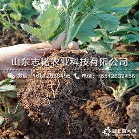 奶油草莓苗、奶油草莓苗价格多少