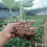 2019年久香草莓苗、久香草莓苗基地