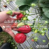 隋珠草莓苗 隋珠草莓苗价格多少