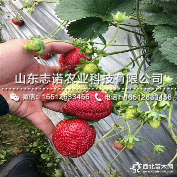 佐贺清香草莓苗多少钱一棵苗