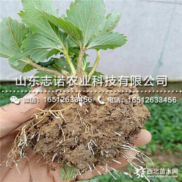 2019年隋珠草莓苗、隋珠草莓苗价格多少苗