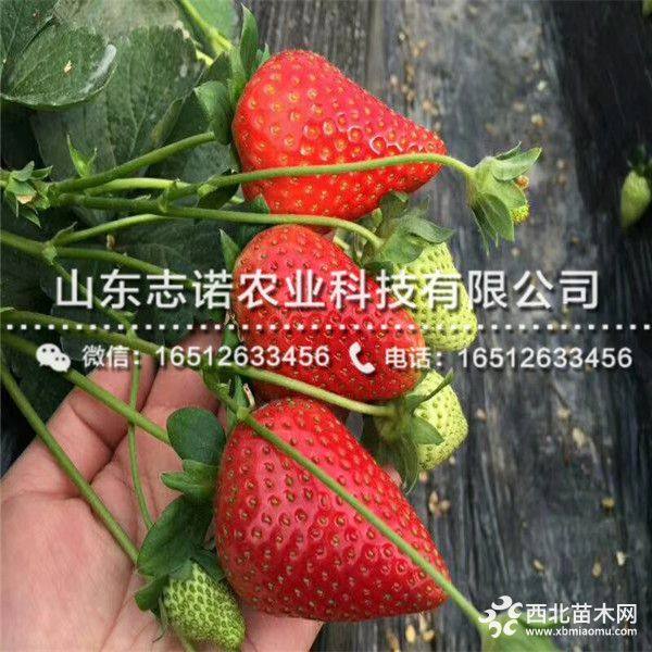 那里有卖中油蟠7-7桃树苗 大棚7-7桃树苗批发