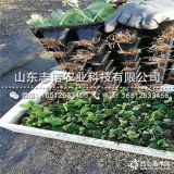 江西妙香草莓苗批发