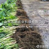 白雪公主草莓苗多少钱一棵、白雪公主草莓苗批发价格