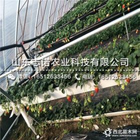 牛奶草莓苗、牛奶草莓苗價格、牛奶草莓苗基地