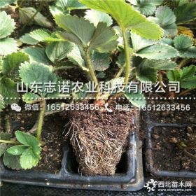 隋珠草莓苗、山东隋珠草莓苗基地、隋珠草莓苗价格多少