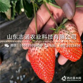 妙香草莓苗 妙香草莓苗批发 山东妙香草莓苗