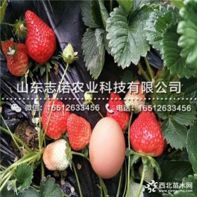 牛奶草莓苗、牛奶草莓苗批发价格