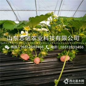 出售牛奶草莓苗 脱毒牛奶草莓苗报价 牛奶草莓苗价格