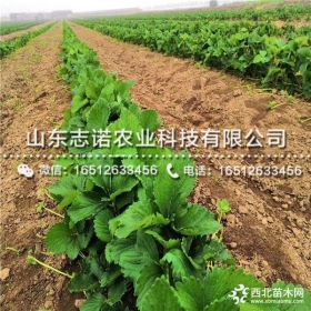 批发牛奶草莓苗、牛奶草莓苗价格是多少