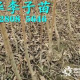 蜂糖李树苗基地哪里有，2019蜂糖李苗价格多少钱一株？