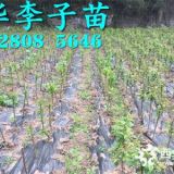 重庆蜂糖李苗批发基地，重庆蜂糖李树苗价格。