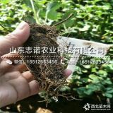 奶油草莓苗批发、奶油草莓苗多少钱一棵