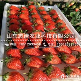 妙香七号草莓苗育苗中心 妙香七号草莓苗出售基地