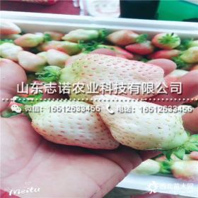 隋珠草莓苗育苗中心 隋珠草莓苗批发价格