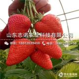 粉红公主草莓苗批发价格 粉红公主草莓苗价格