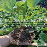 小白草莓苗基地、小白草莓苗什么价格