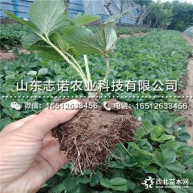 甜查理草莓苗多少钱一棵 甜查理草莓苗新品种