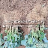 9香草莓苗报价 9香草莓苗品种介绍