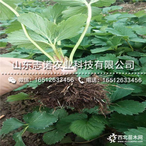 桃熏草莓苗多少钱一棵、桃熏草莓苗批发基地