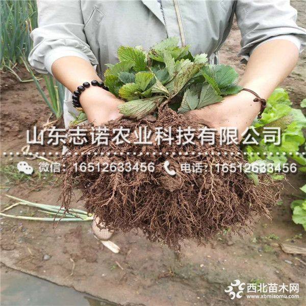 桃熏草莓苗多少钱一棵、桃熏草莓苗批发基地