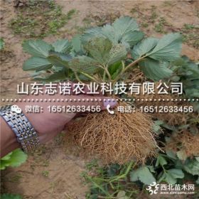 牛奶草莓苗多少钱一棵、牛奶草莓苗价格