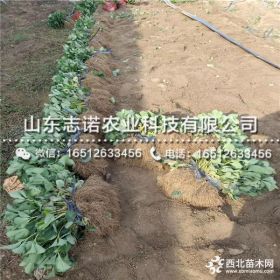 妙香草莓苗出售、妙香草莓苗基地、山东妙香草莓苗