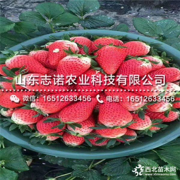 艳丽草莓苗出售、哪里有卖艳丽草莓苗的