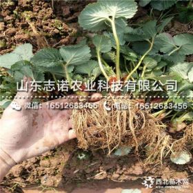 隋珠草莓苗基地、山东隋珠草莓苗价格