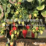 奶油草莓苗什么价格、今年奶油草莓苗多少钱一棵