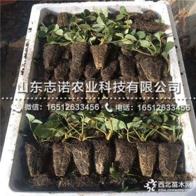 牛奶草莓苗价格、山东奶油草莓苗基地