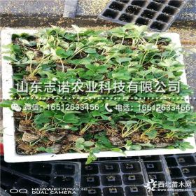 桃熏草莓苗基地出售 桃熏草莓苗报价