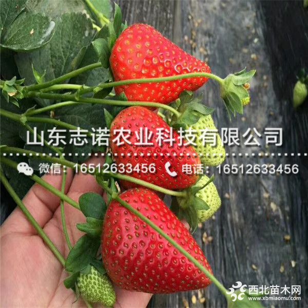 脱毒冬香草莓苗