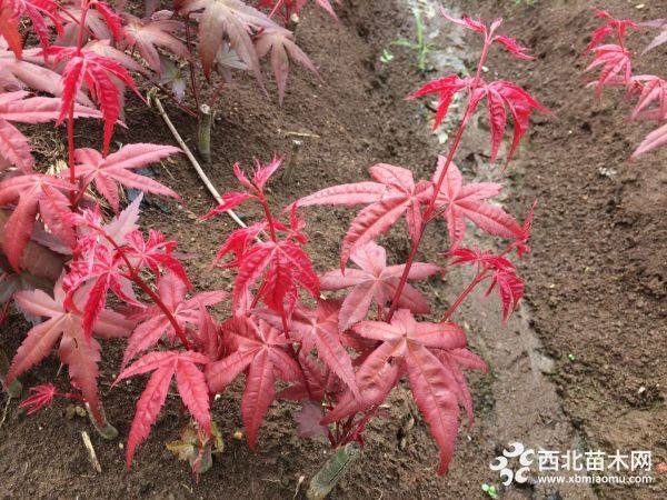 日本紅楓紅舞姬