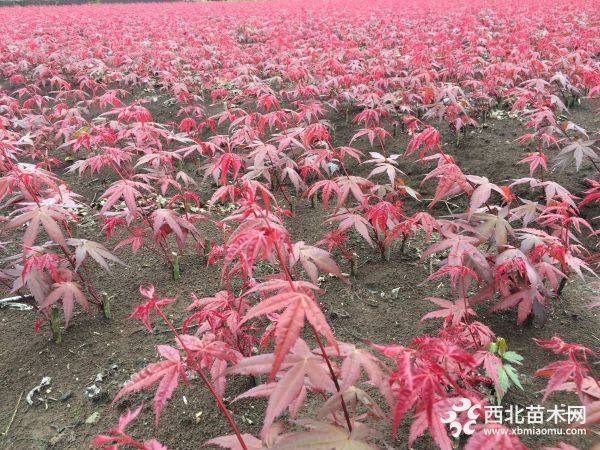 日本紅楓紅舞姬