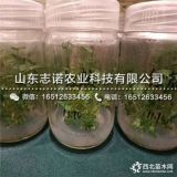 hff63苹果苗图片、hff63苹果苗优质苹果苗基地