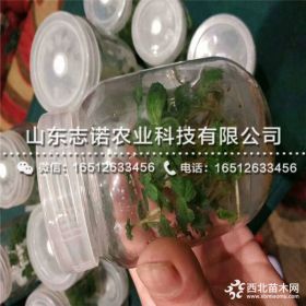 红玫瑰苹果树苗多少钱一棵、红玫瑰苹果树苗基地