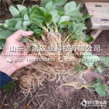 新西兰苹果树苗 新西兰苹果树苗价格