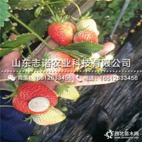 华硕苹果苗批发价格、华硕苹果苗多少钱一棵