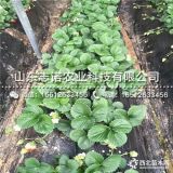 中秋王苹果苗出售价位、中秋王苹果苗河南苹果苗价格