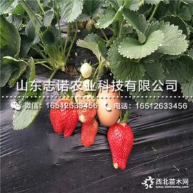 花牛苹果苗、花牛苹果苗价格多少