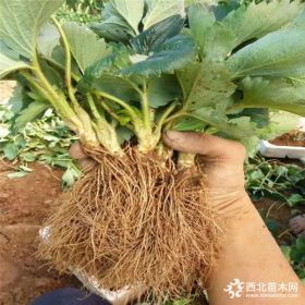 宁玉草莓苗、宁玉草莓苗出售价格是多少