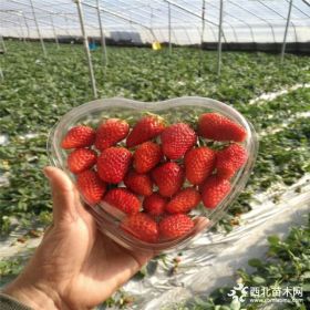 甜宝草莓苗、甜宝草莓苗附近哪里有