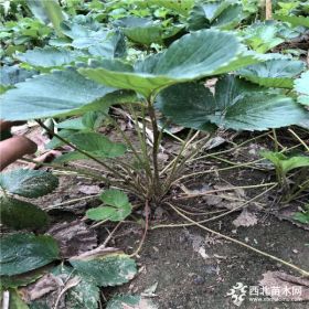 太空草莓苗、太空草莓苗基地