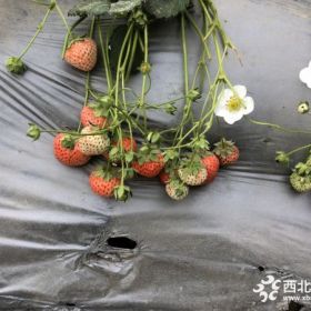 白雪公主草莓苗、白雪公主草莓苗一棵多少钱