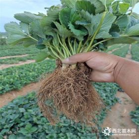 奶油草莓苗、奶油草莓苗什么价格